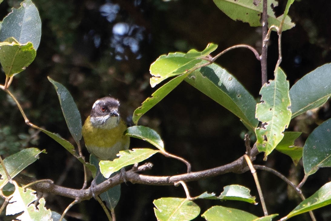 Sooty-capped Chlorospingus - ML617999595