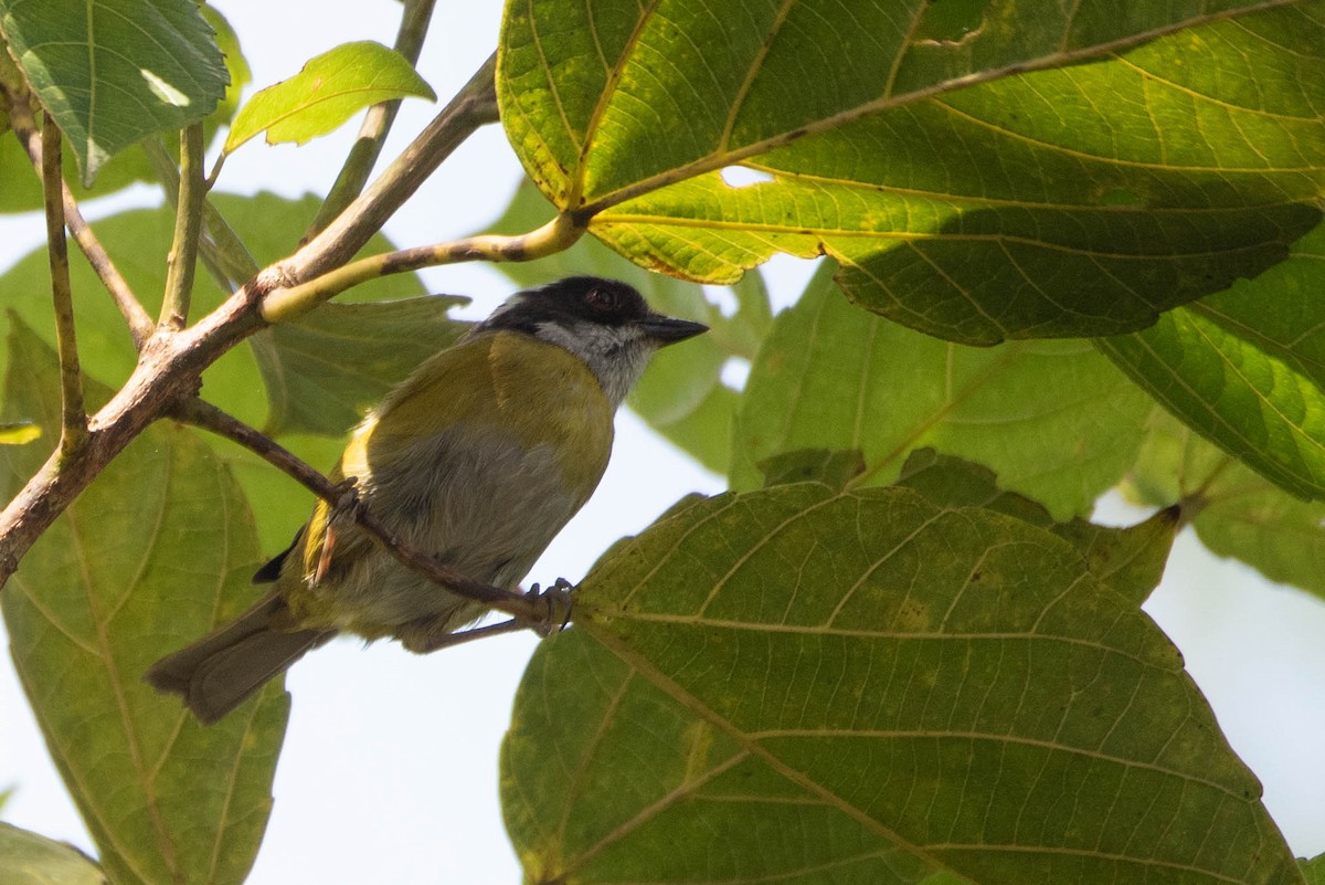 Sooty-capped Chlorospingus - ML617999626