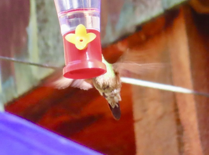 Berylline Hummingbird - Lani Sherman