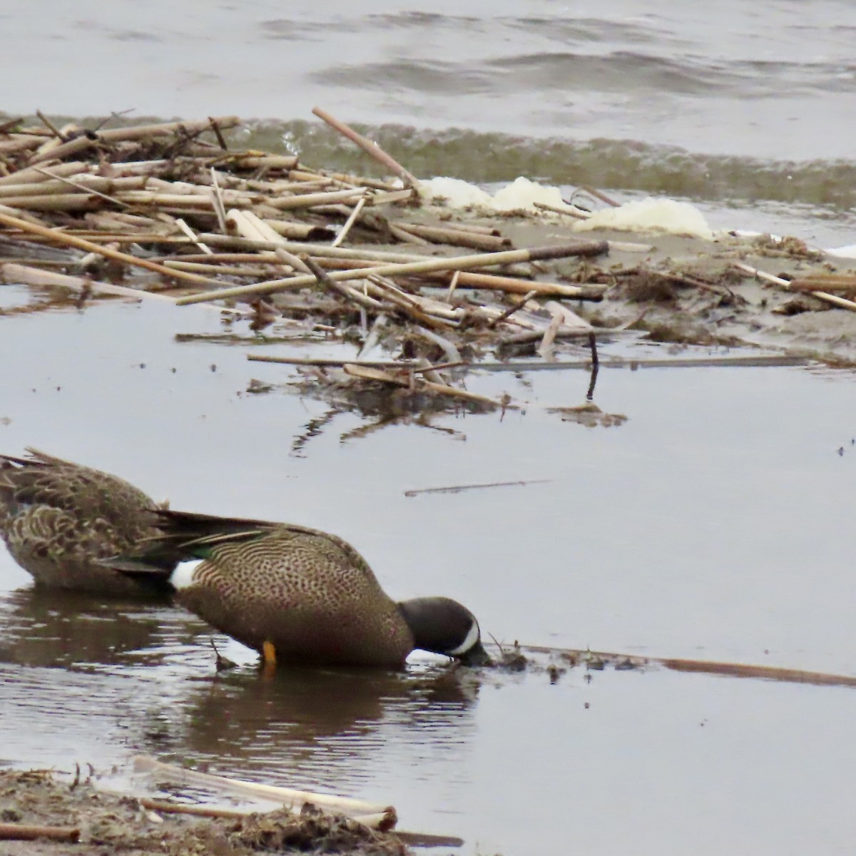 Blue-winged Teal - ML617999675