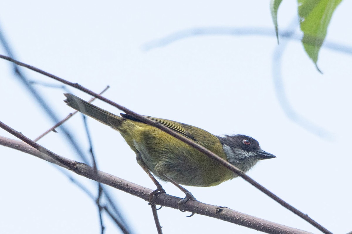 Sooty-capped Chlorospingus - ML617999702