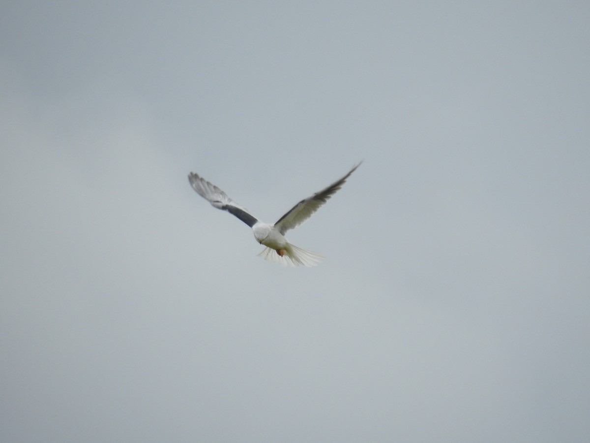 White-tailed Kite - ML617999722