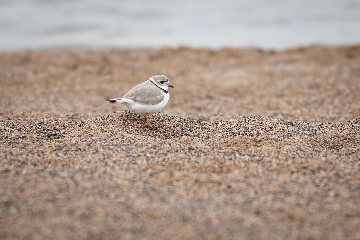 Piping Plover - ML617999724