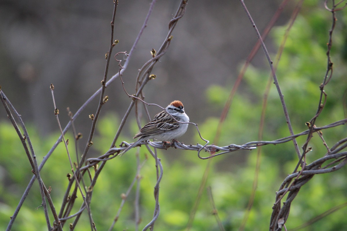 Chipping Sparrow - ML617999733
