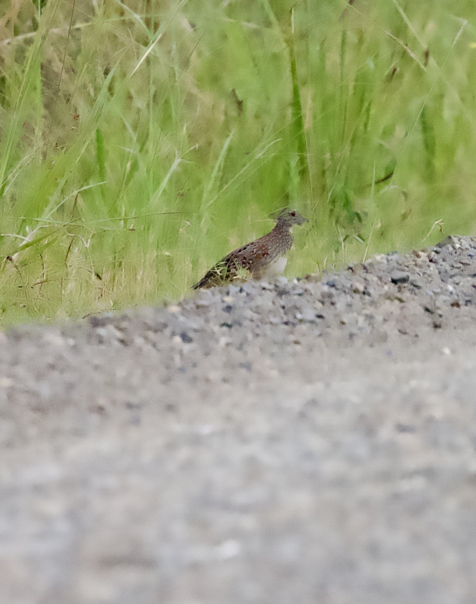 Painted Buttonquail - ML617999738