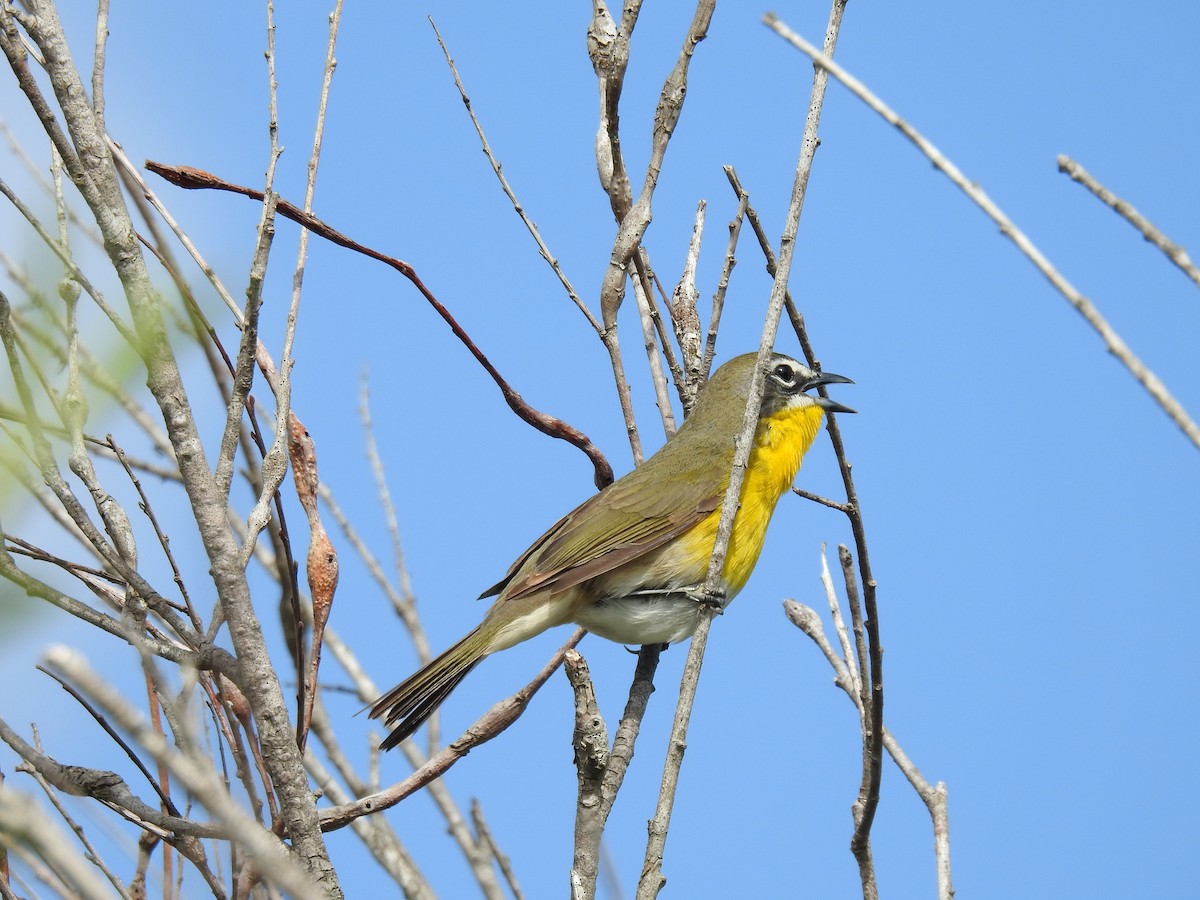 Yellow-breasted Chat - ML617999761