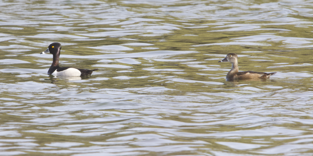 Ring-necked Duck - Learning Landon