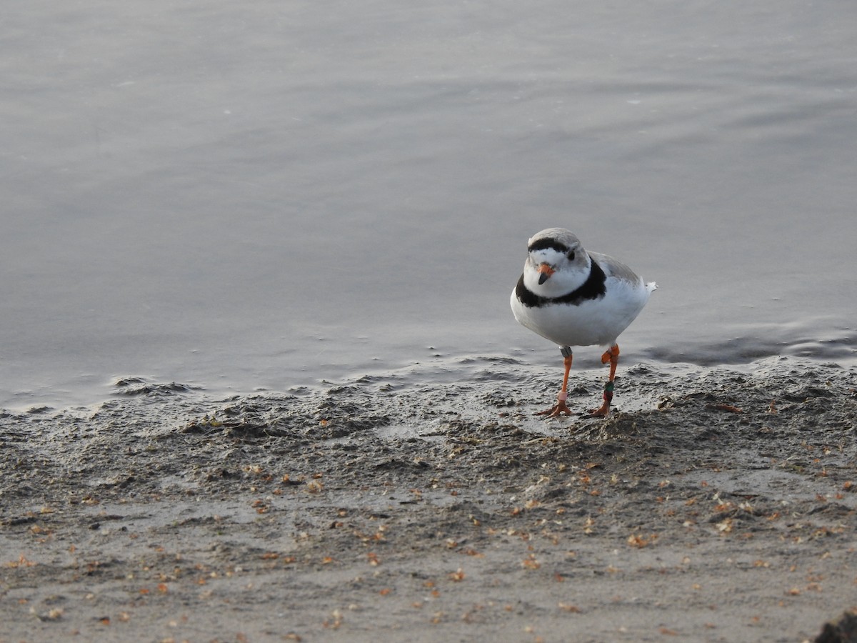 Piping Plover - ML617999796