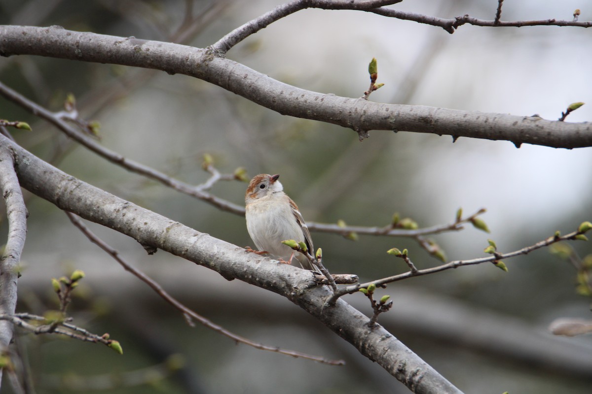 Field Sparrow - Ryan Giordanelli
