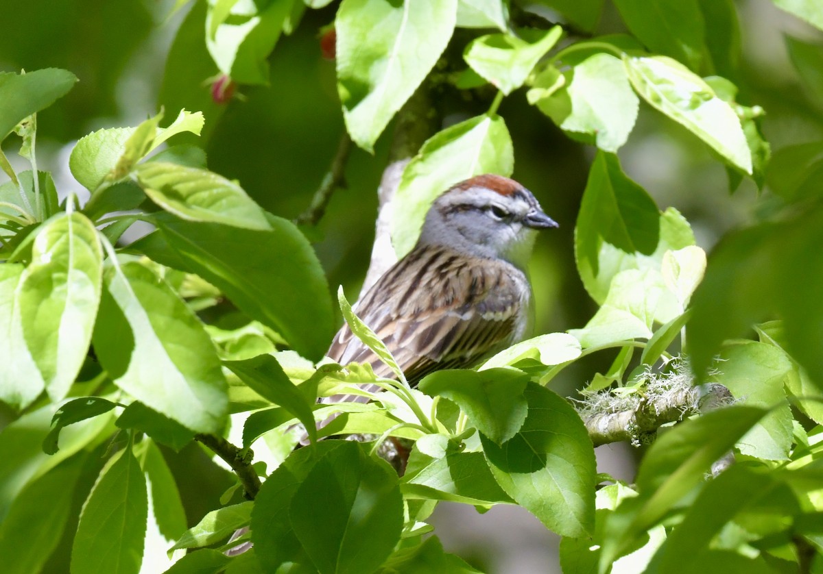 Chipping Sparrow - ML617999975