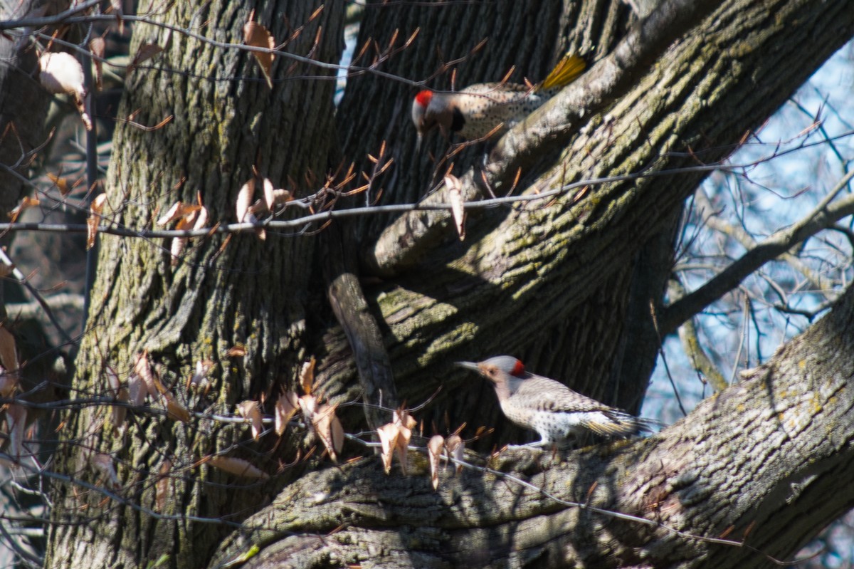 Northern Flicker - Barry Cull