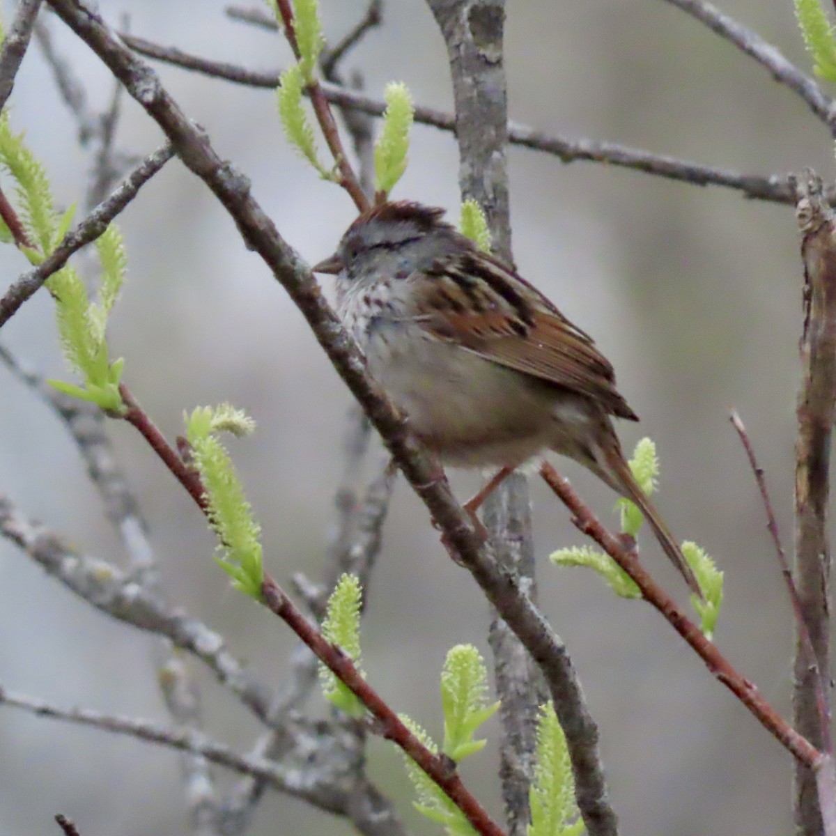 Swamp Sparrow - ML617999990