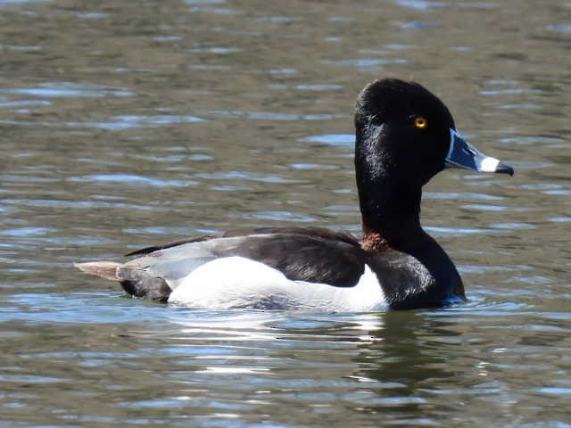 Ring-necked Duck - ML617999996