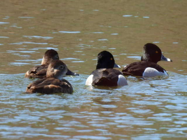Ring-necked Duck - ML617999997