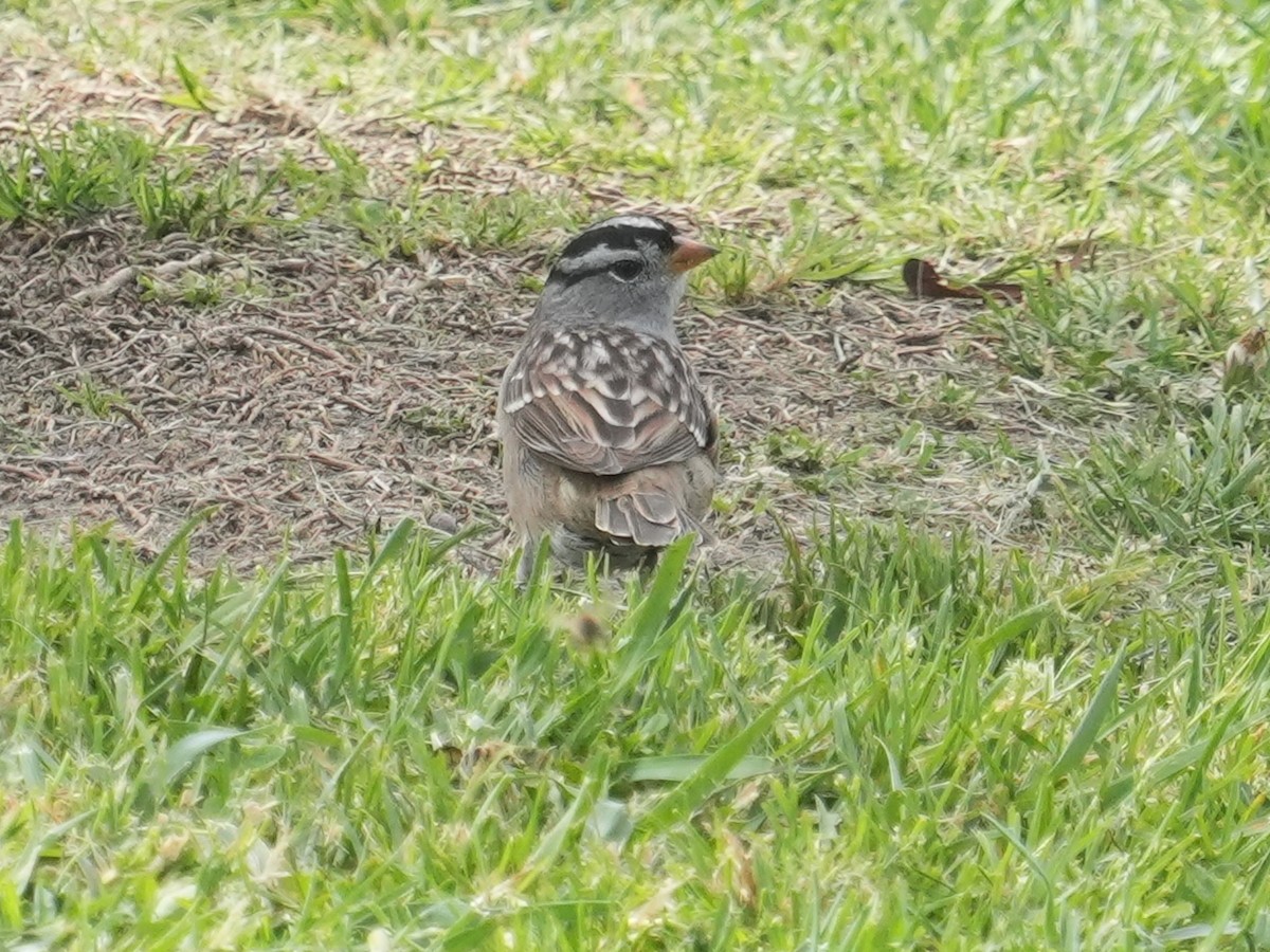 White-crowned Sparrow - ML618000003