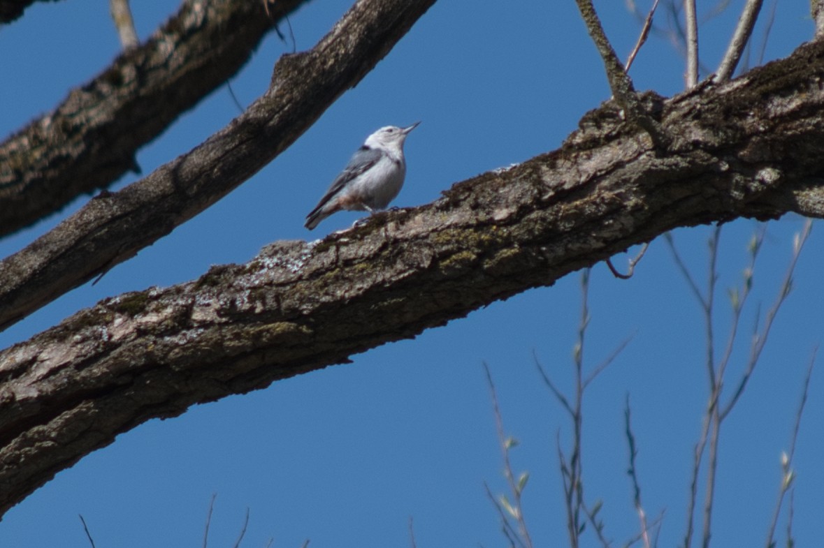 White-breasted Nuthatch - ML618000014