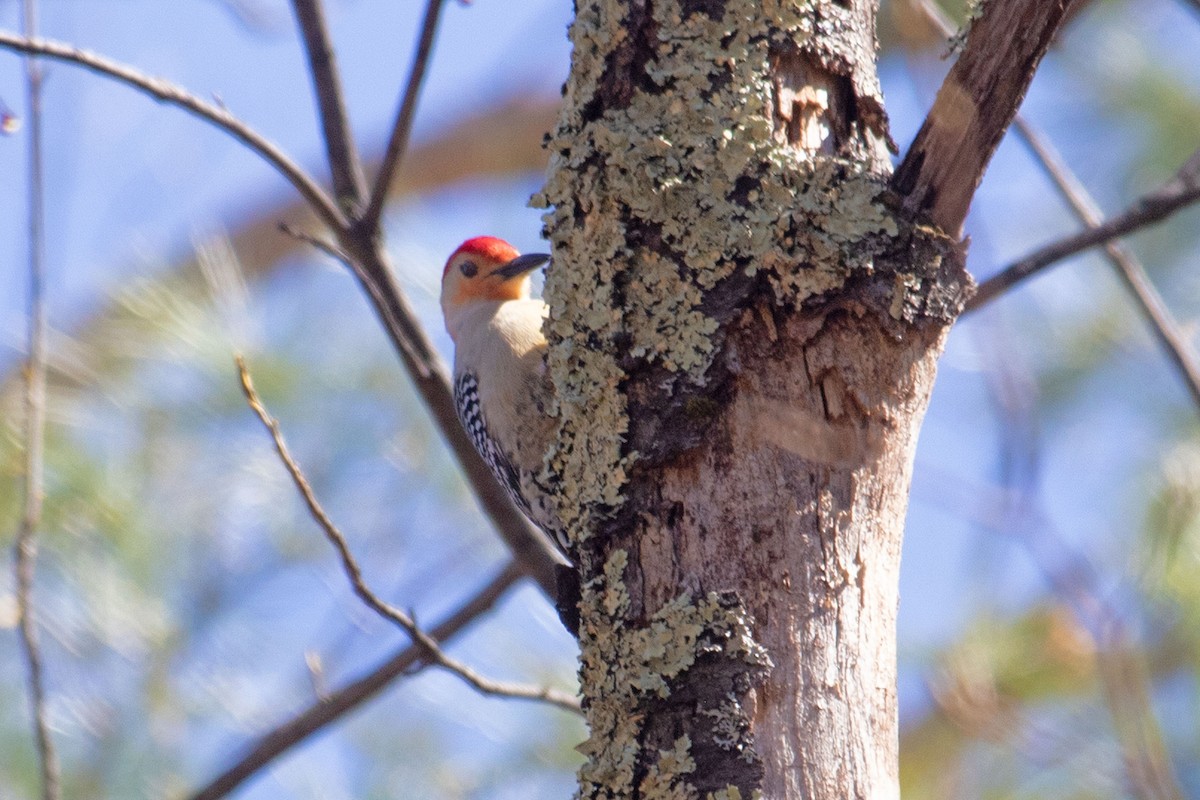 Red-bellied Woodpecker - ML618000063