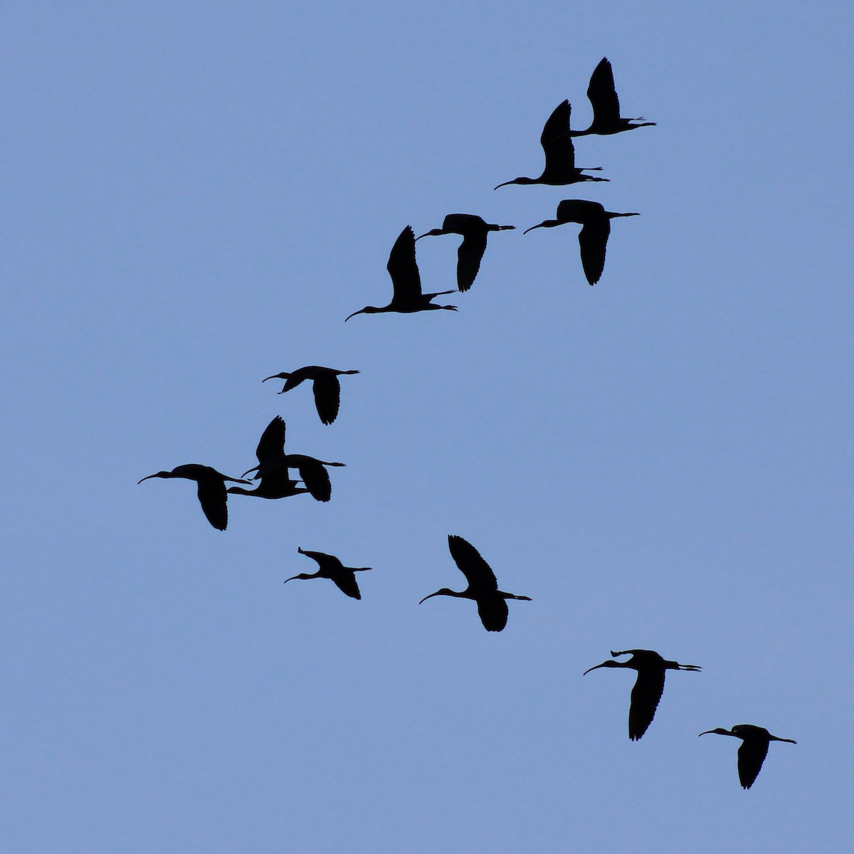 ibis hnědý - ML618000077