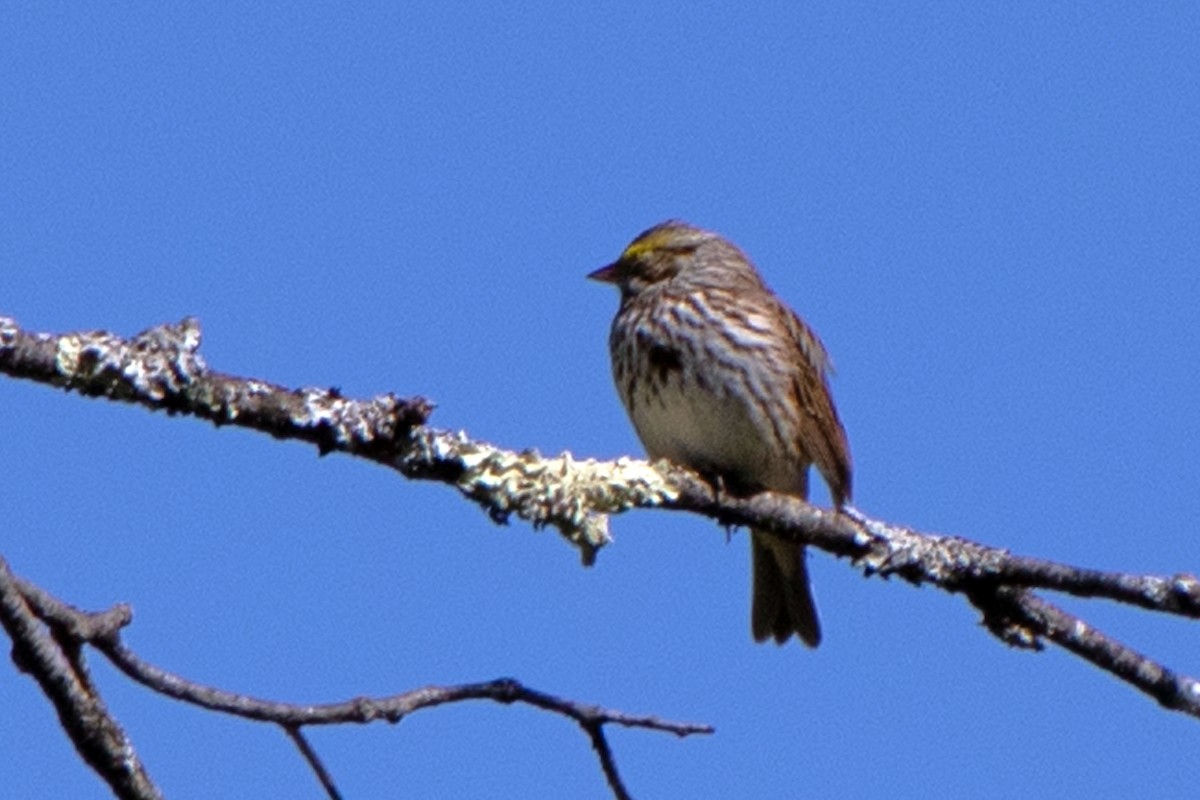 Savannah Sparrow - ML618000081