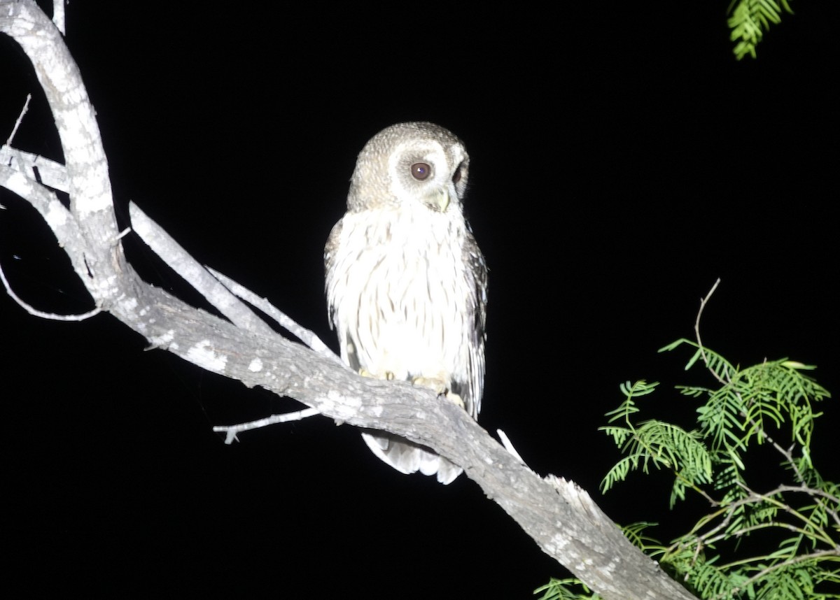 Mottled Owl - Iliana Stokes