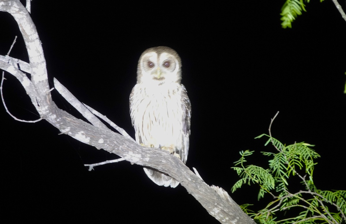 Mottled Owl - ML618000112