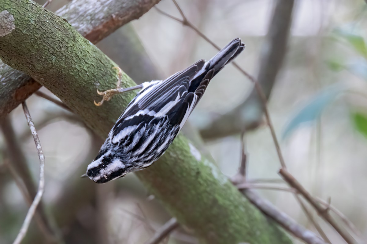 Black-and-white Warbler - ML618000141