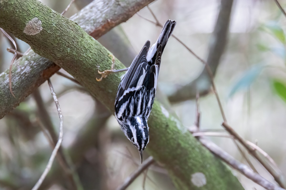 Black-and-white Warbler - ML618000142