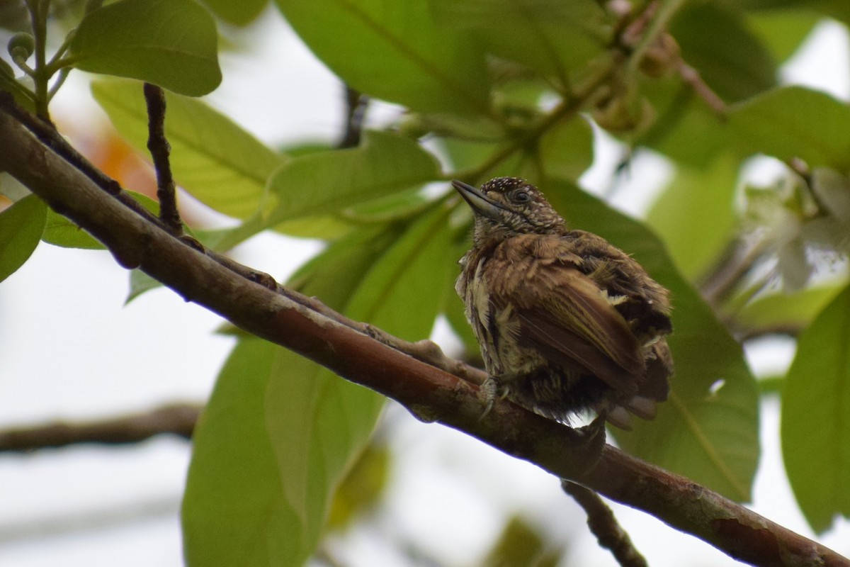 Scaled Piculet - Neil Gilbert