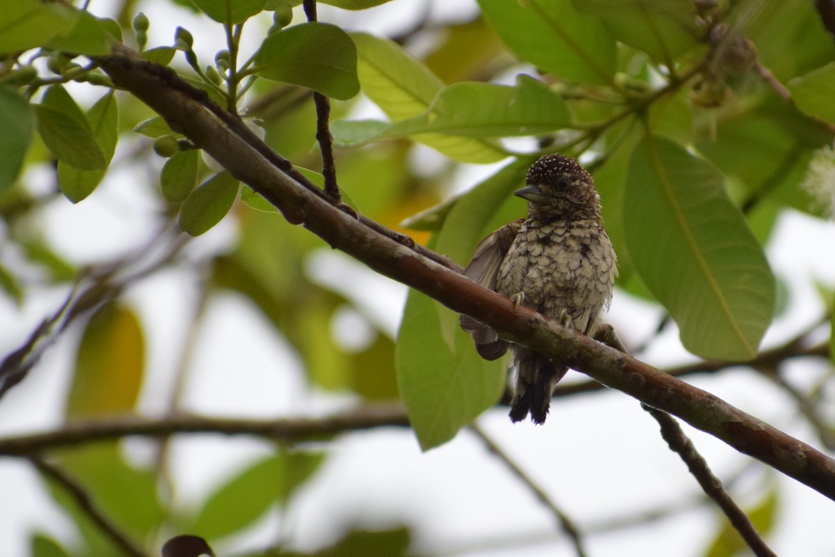 Scaled Piculet - ML618000160