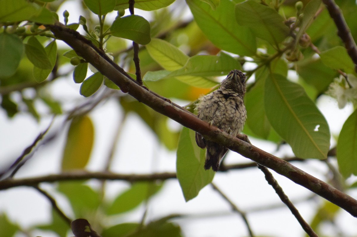 Scaled Piculet - ML618000161