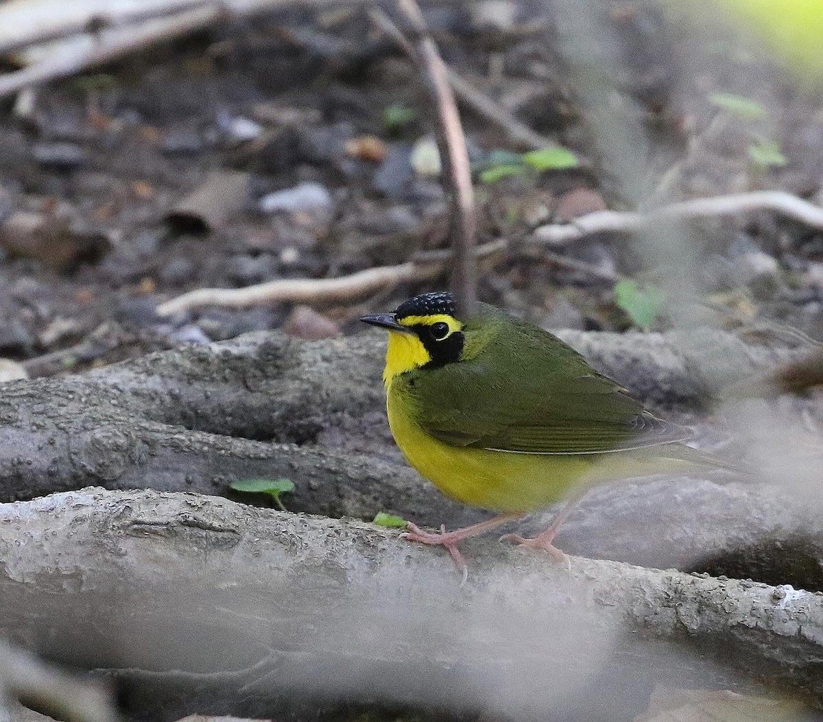 Kentucky Warbler - Anthony V. Ciancimino