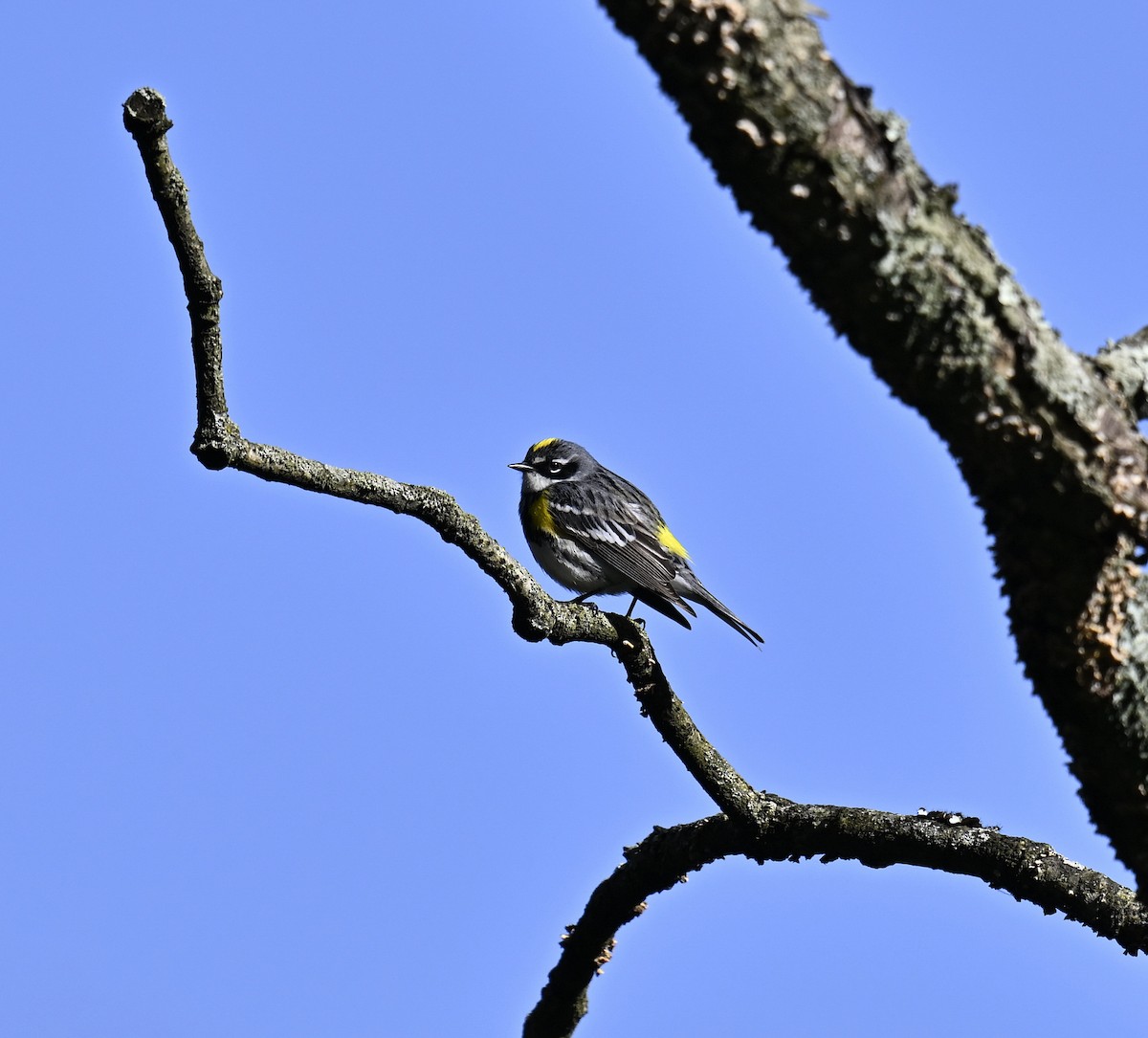 Yellow-rumped Warbler - Eric Titcomb