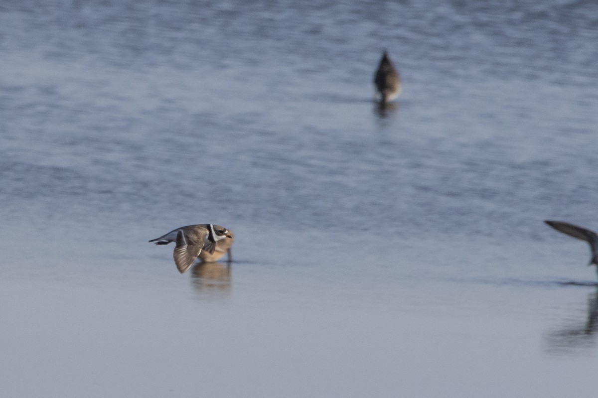 Semipalmated Plover - Kyle Nelson