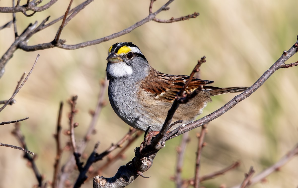 White-throated Sparrow - ML618000251