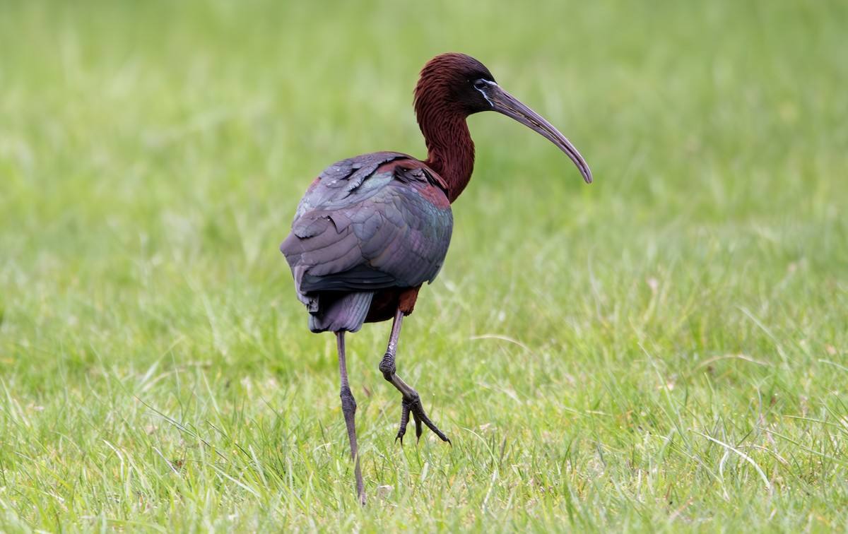 ibis hnědý - ML618000301