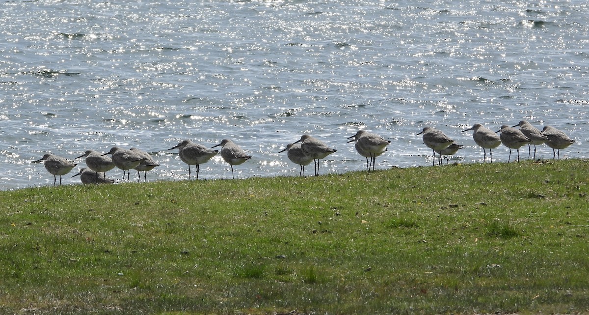 eBird Checklist 26 Apr 2024 Baw Beese Trail (Baw Beese Lake trailhead) 26 species