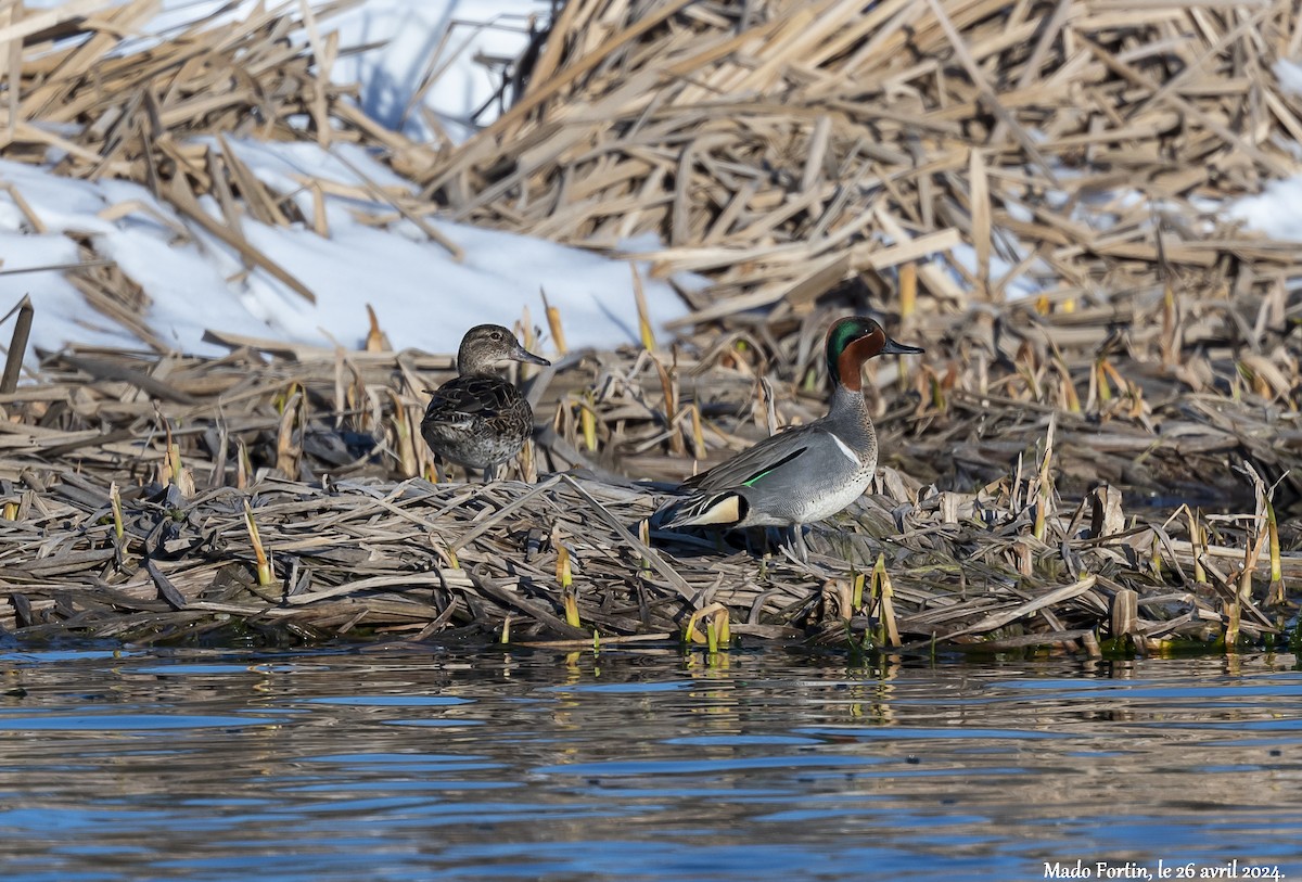 Green-winged Teal - madeleine fortin