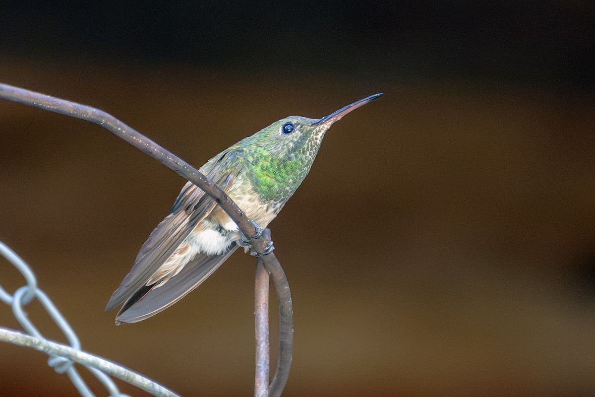 Berylline Hummingbird - ML618000386
