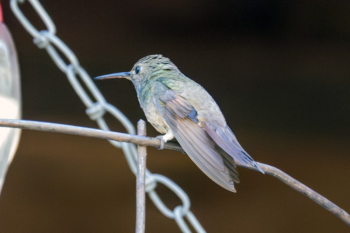 Berylline Hummingbird - Barry Bruns