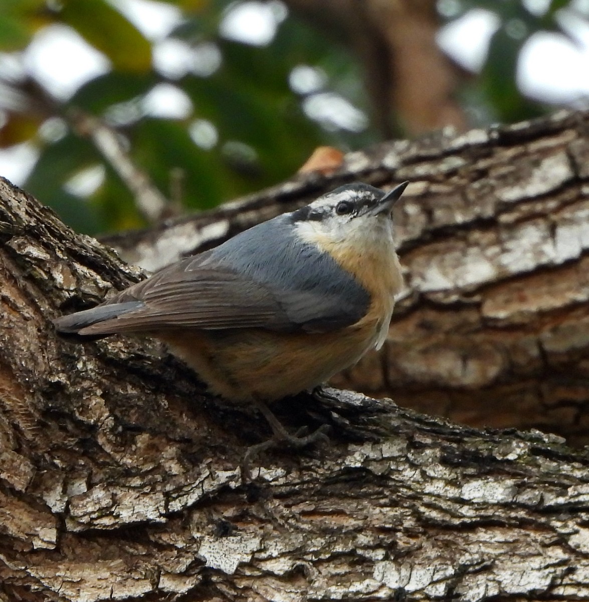 Red-breasted Nuthatch - ML618000393