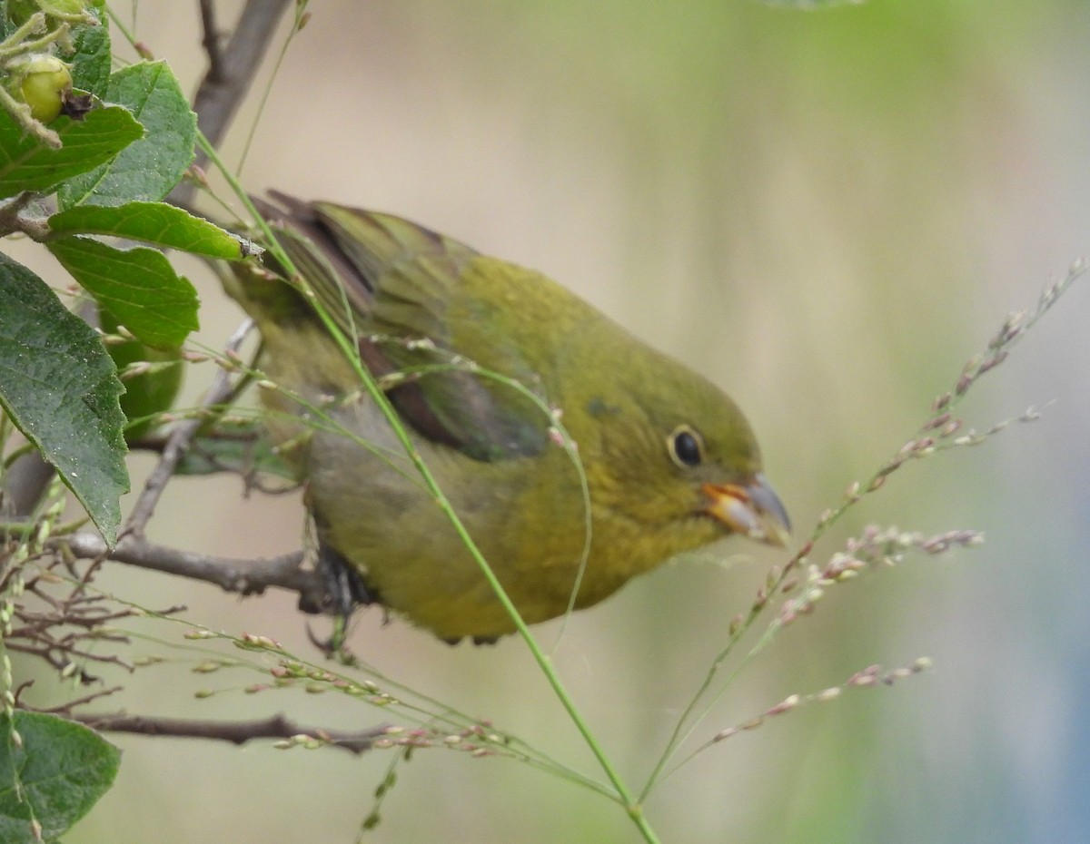 Painted Bunting - ML618000419