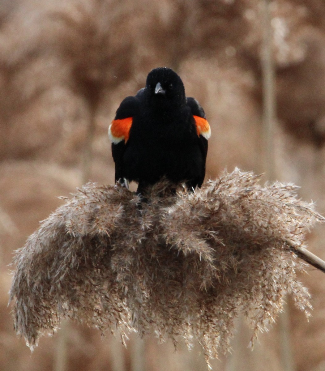 Red-winged Blackbird - NE Ohio Duck Tracker - JUDY   ( ')>