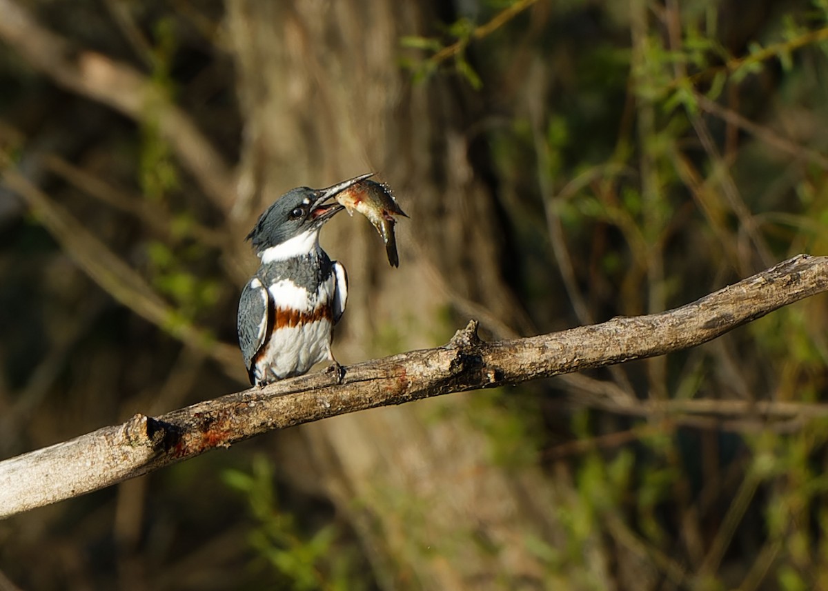 Belted Kingfisher - Garold Sneegas