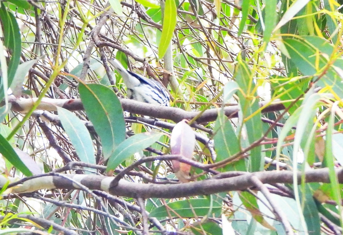 Black-throated Gray Warbler - ML618000443