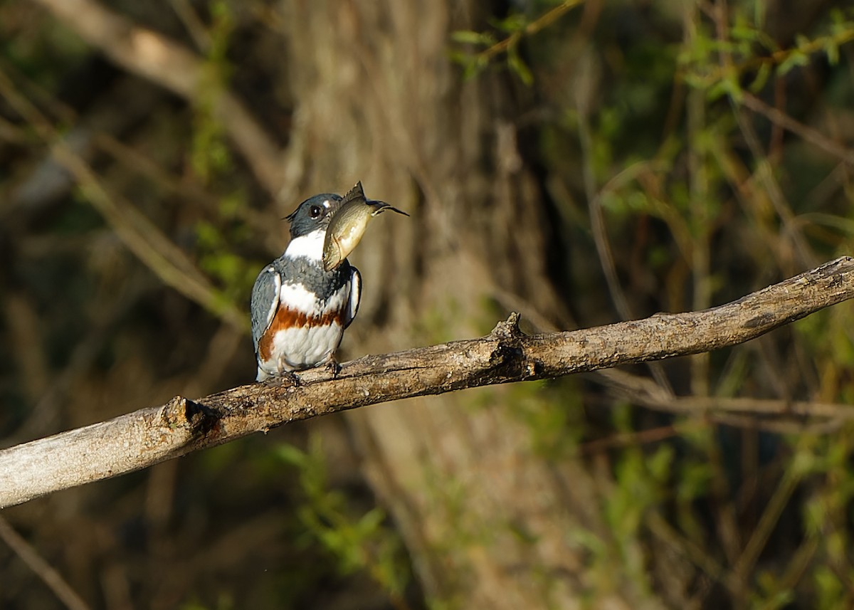 Belted Kingfisher - ML618000465