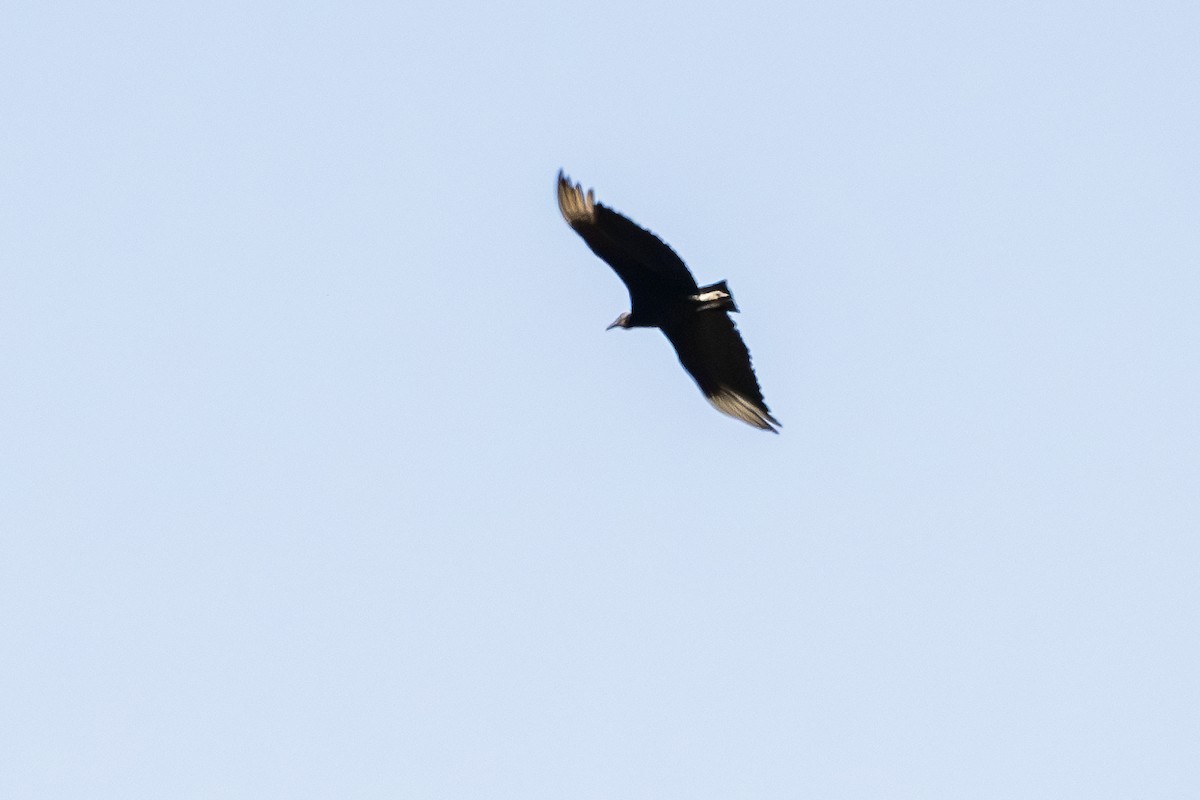 Black Vulture - Barry Bruns