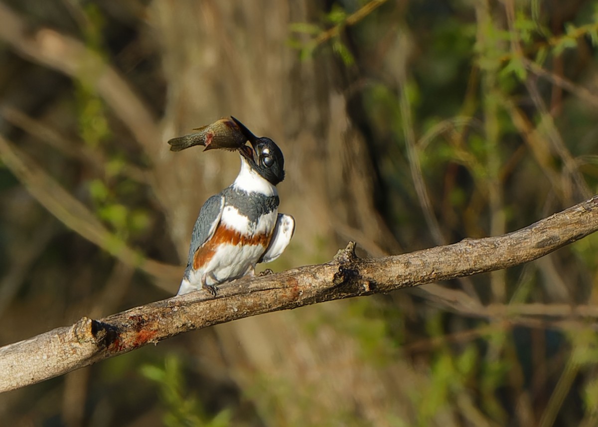 Belted Kingfisher - Garold Sneegas