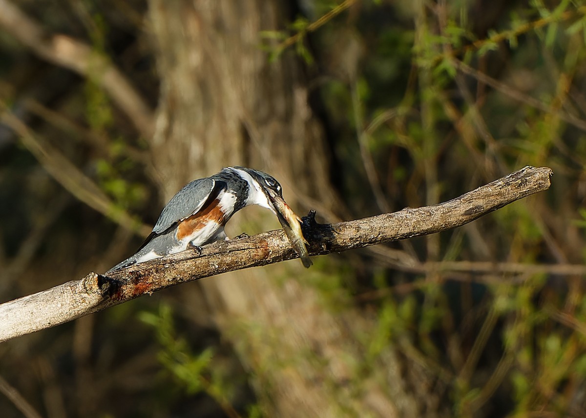 Belted Kingfisher - ML618000482