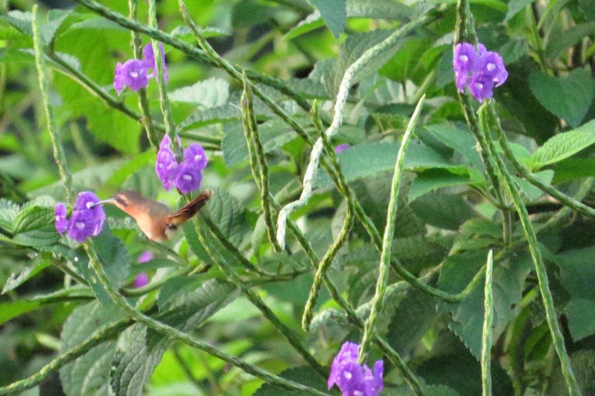 Rotschattenkolibri - ML618000493