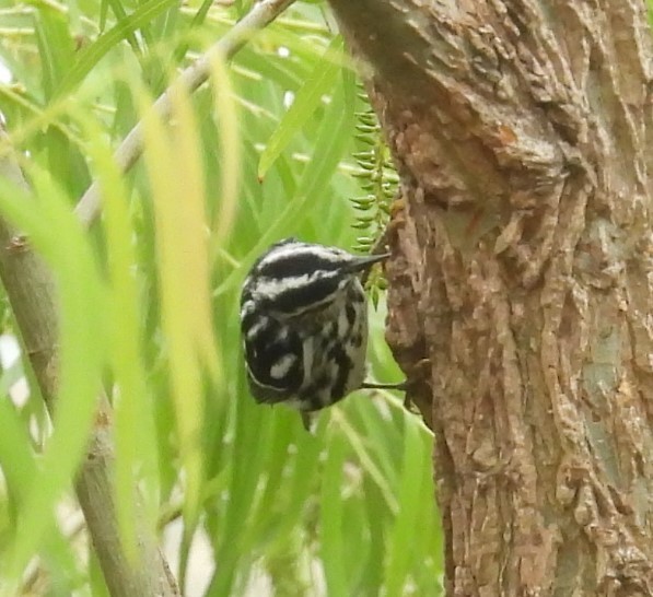 Black-and-white Warbler - ML618000564